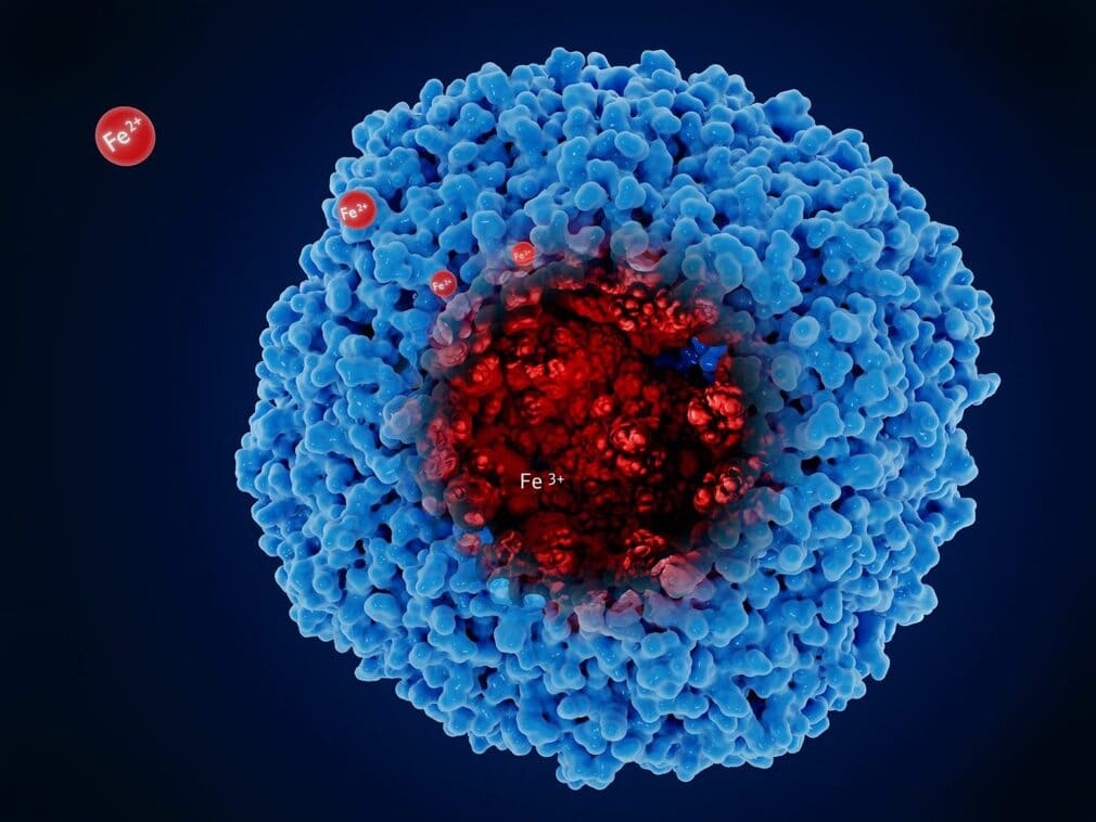 Как быстро и безопасно повысить ферритин